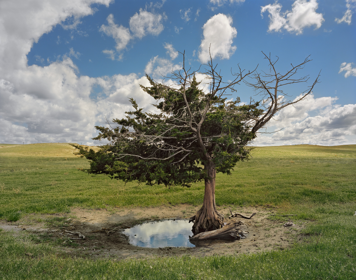 Homesteaders Tree i Cherry County af Andrew Moore