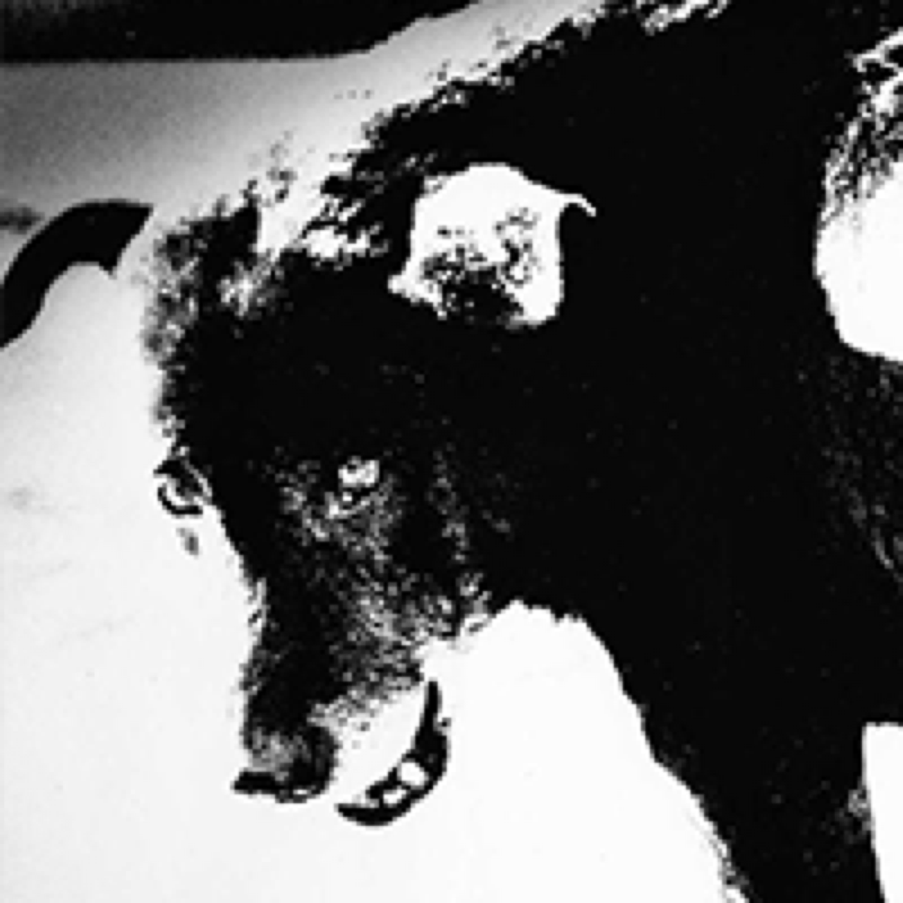 Stray Dog af Daido Moriyama