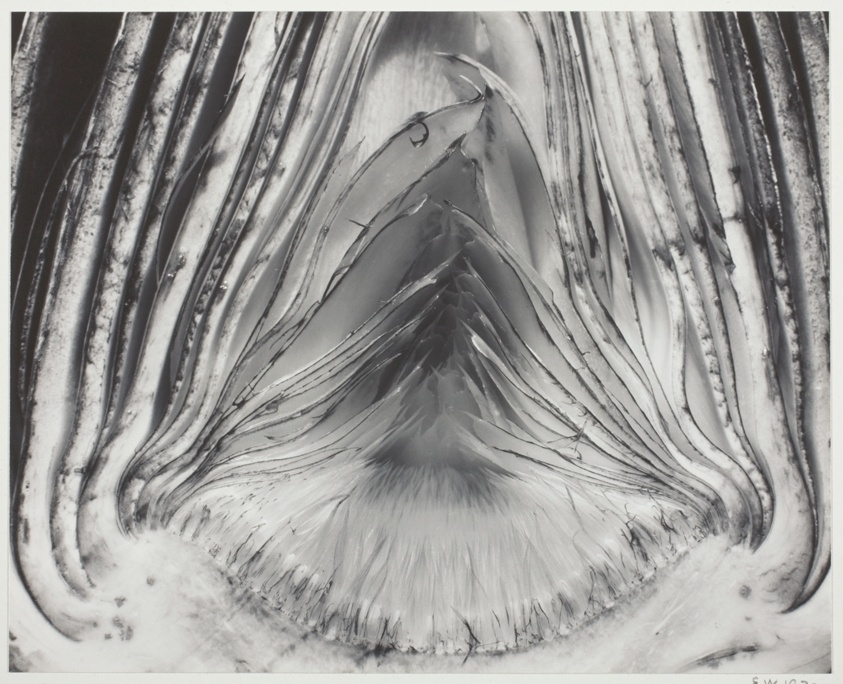 En halveret artiskok fotograferet af Edward Weston